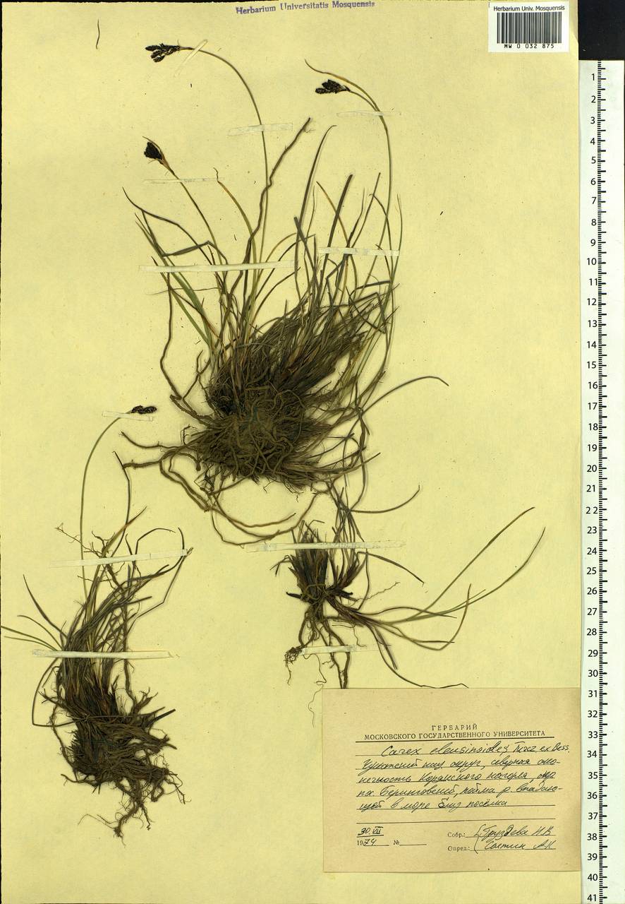 Carex eleusinoides Turcz. ex Kunth, Siberia, Chukotka & Kamchatka (S7) (Russia)