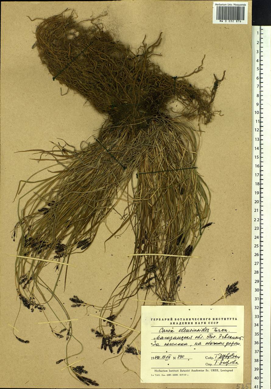 Carex eleusinoides Turcz. ex Kunth, Siberia, Chukotka & Kamchatka (S7) (Russia)