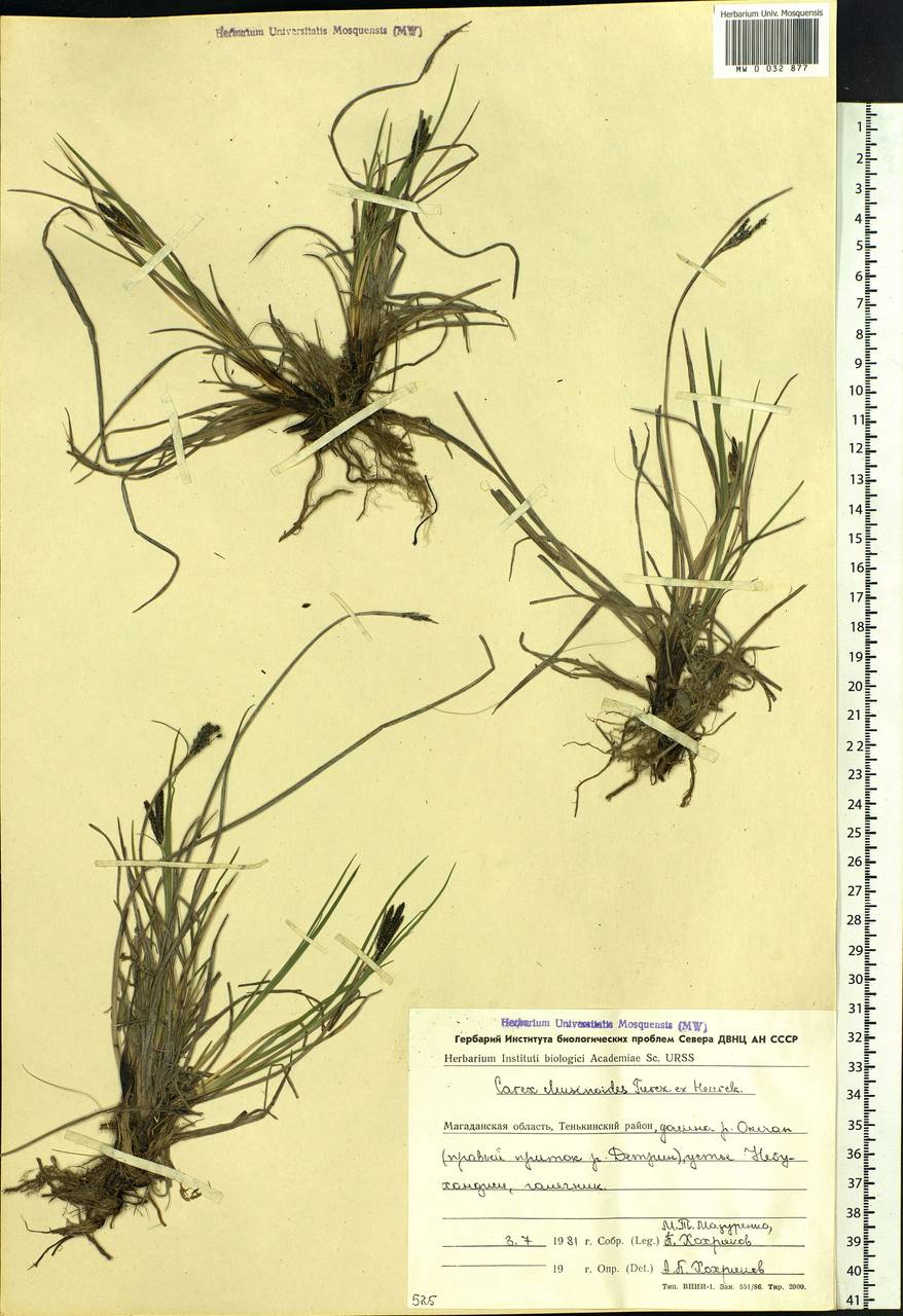 Carex eleusinoides Turcz. ex Kunth, Siberia, Chukotka & Kamchatka (S7) (Russia)