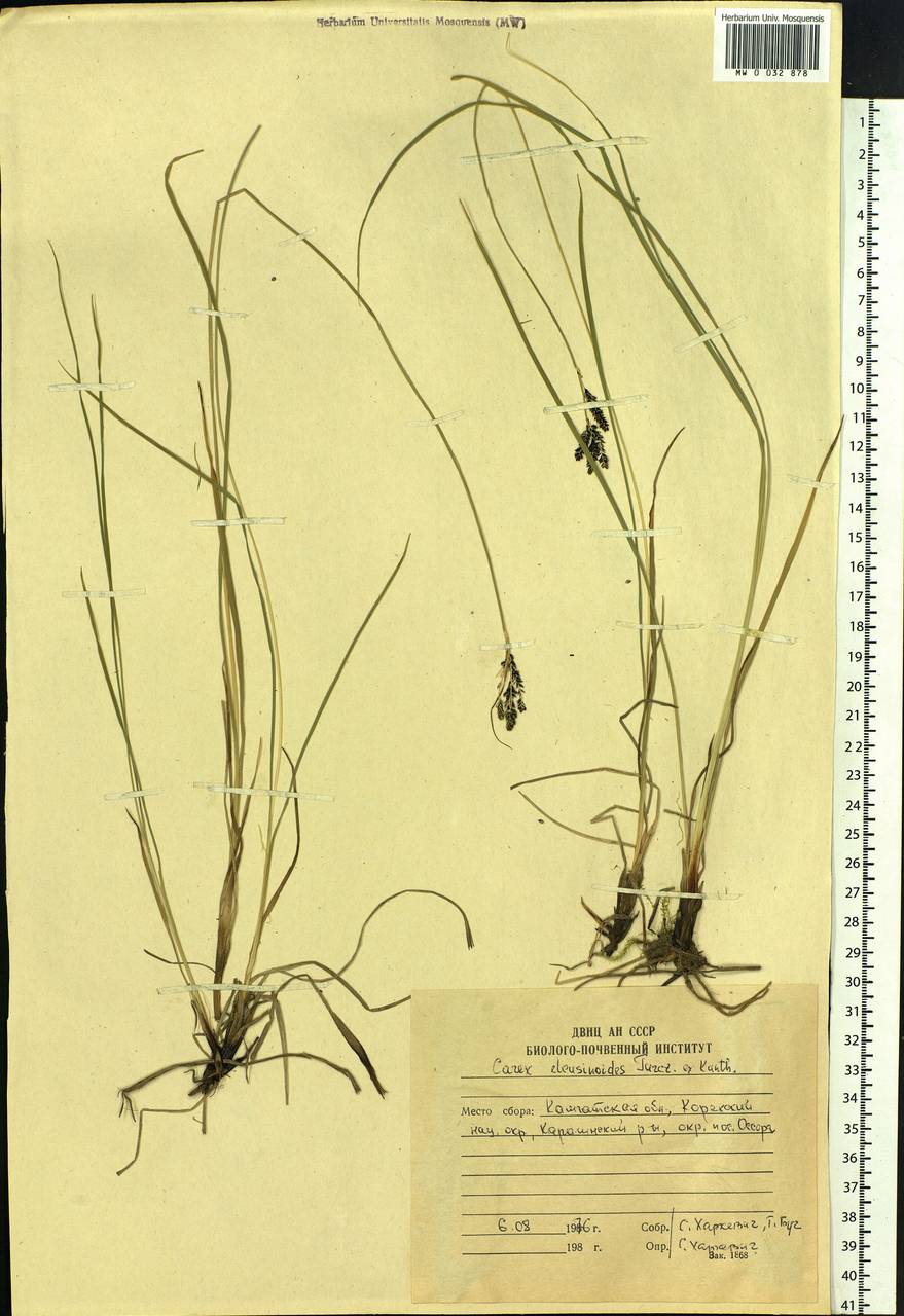 Carex eleusinoides Turcz. ex Kunth, Siberia, Chukotka & Kamchatka (S7) (Russia)