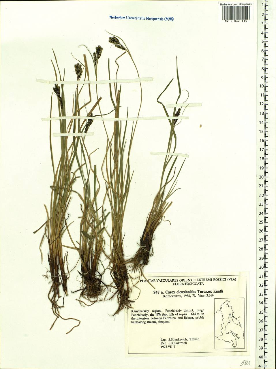 Carex eleusinoides Turcz. ex Kunth, Siberia, Chukotka & Kamchatka (S7) (Russia)