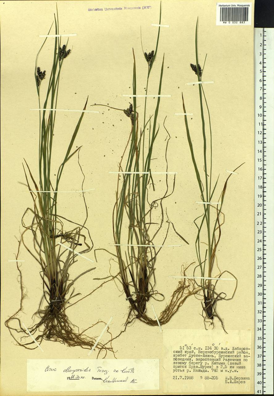 Carex eleusinoides Turcz. ex Kunth, Siberia, Russian Far East (S6) (Russia)