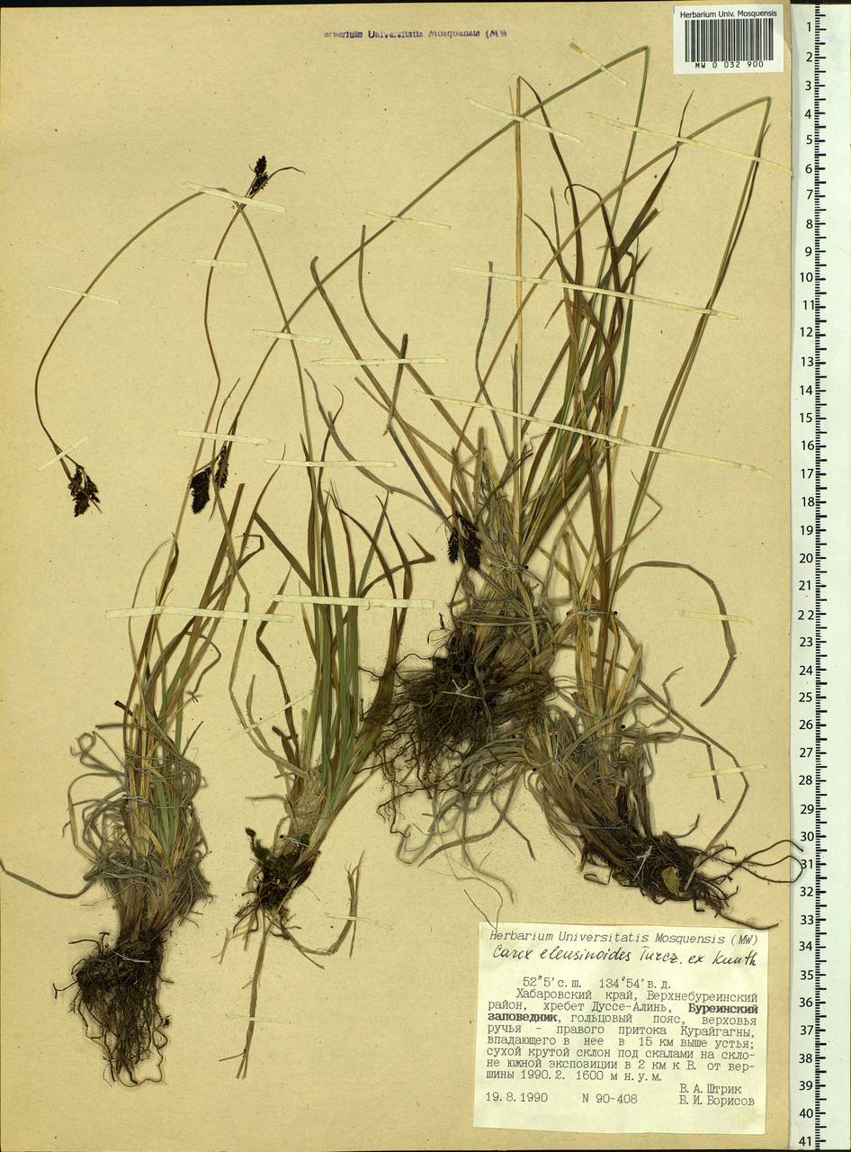 Carex eleusinoides Turcz. ex Kunth, Siberia, Russian Far East (S6) (Russia)