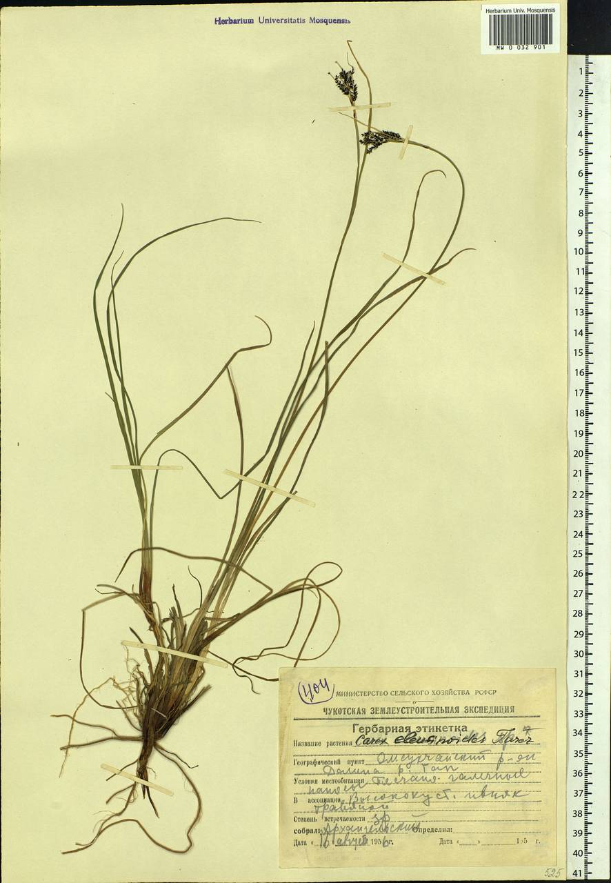 Carex eleusinoides Turcz. ex Kunth, Siberia, Chukotka & Kamchatka (S7) (Russia)