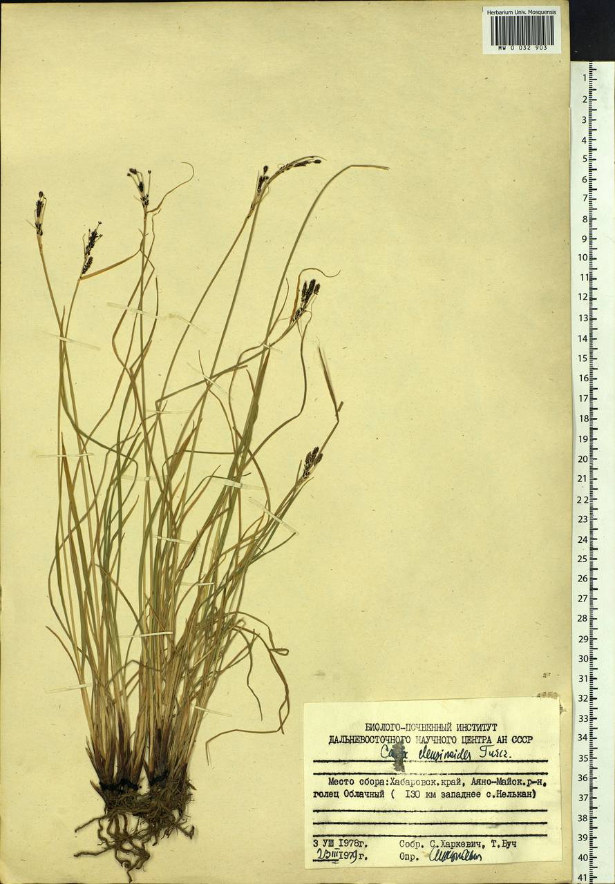 Carex eleusinoides Turcz. ex Kunth, Siberia, Russian Far East (S6) (Russia)