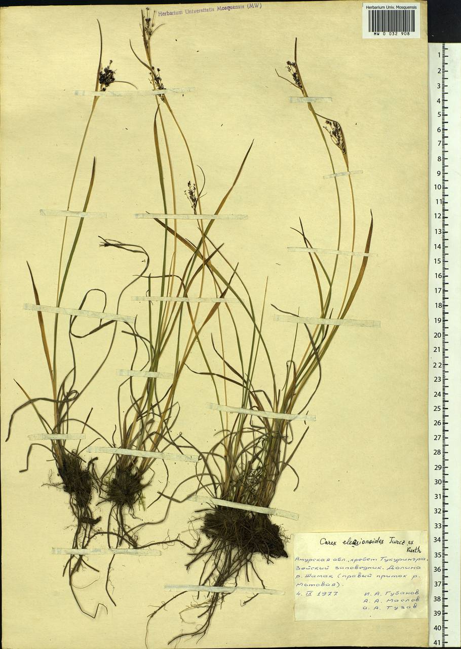Carex eleusinoides Turcz. ex Kunth, Siberia, Russian Far East (S6) (Russia)