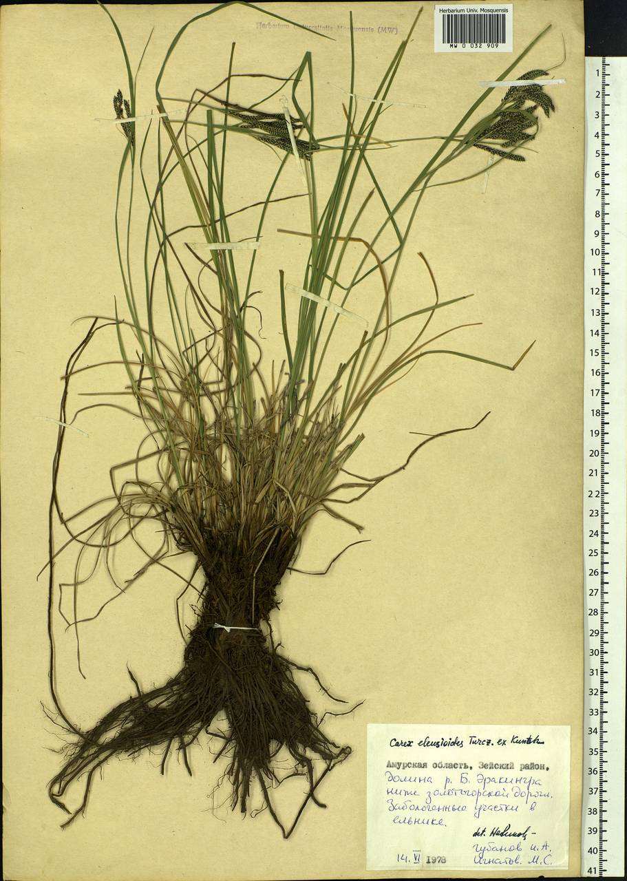 Carex eleusinoides Turcz. ex Kunth, Siberia, Russian Far East (S6) (Russia)