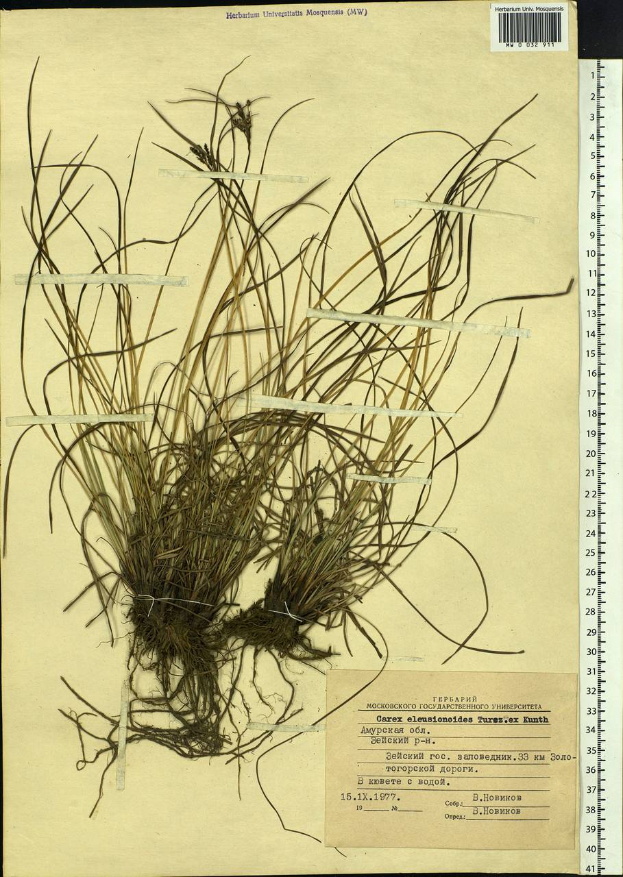 Carex eleusinoides Turcz. ex Kunth, Siberia, Russian Far East (S6) (Russia)