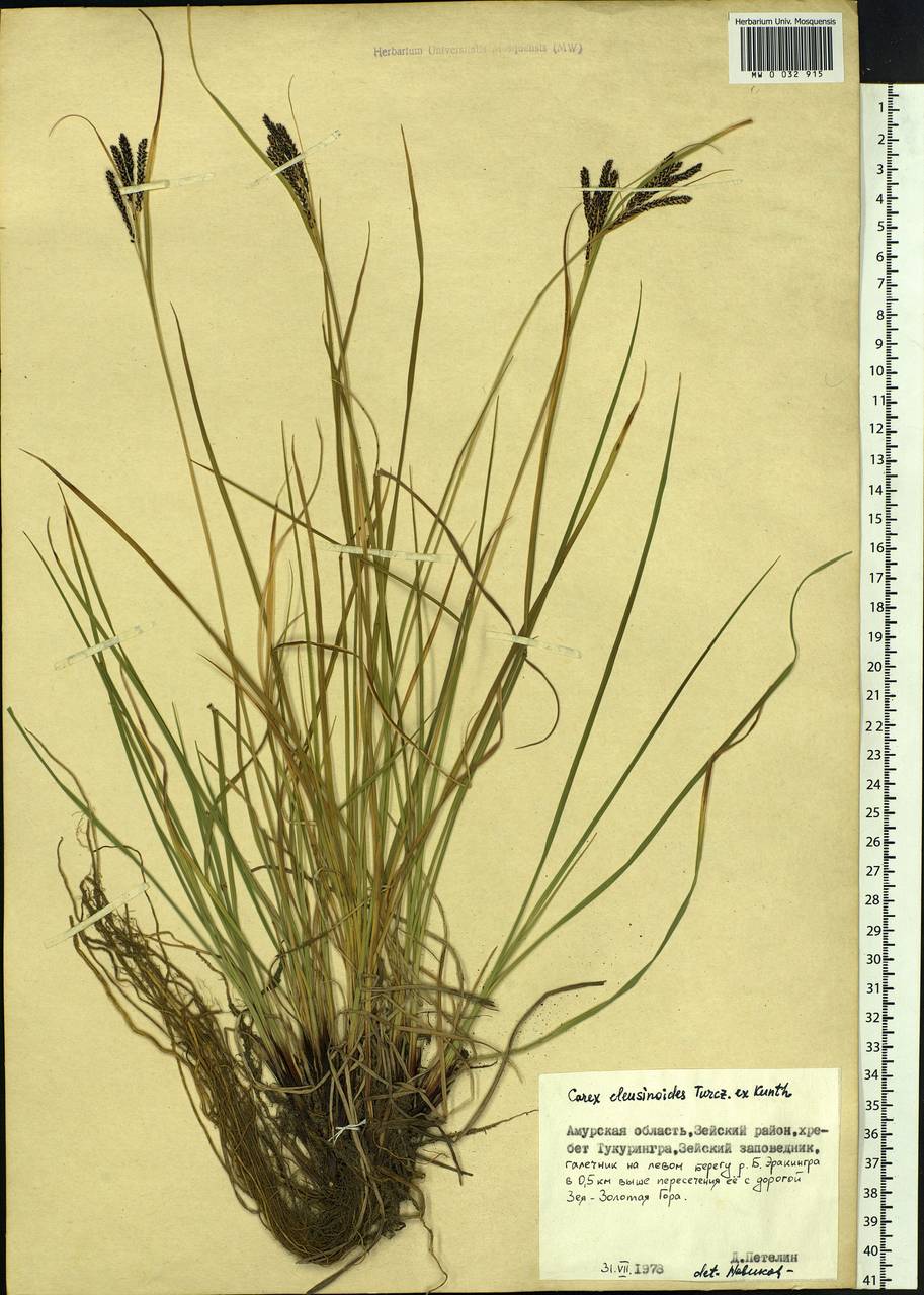 Carex eleusinoides Turcz. ex Kunth, Siberia, Russian Far East (S6) (Russia)