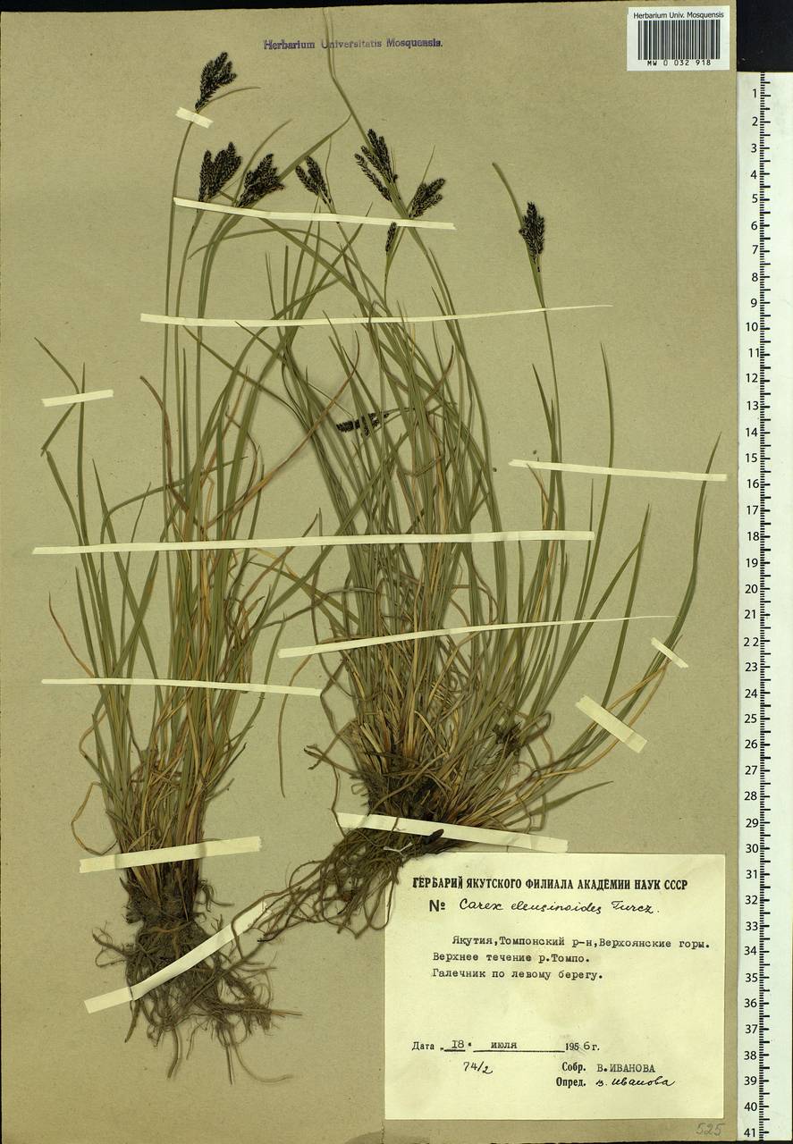 Carex eleusinoides Turcz. ex Kunth, Siberia, Yakutia (S5) (Russia)