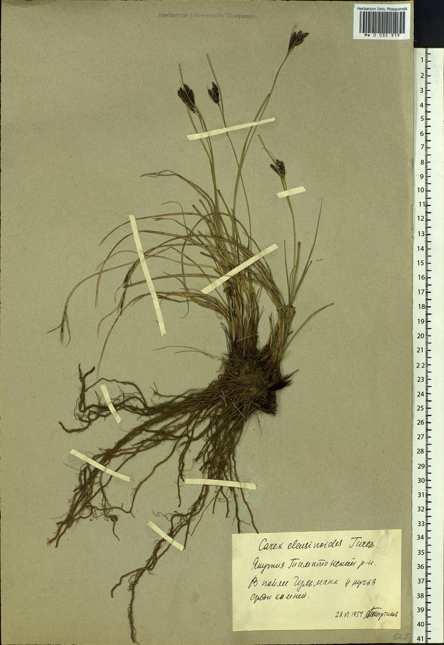 Carex eleusinoides Turcz. ex Kunth, Siberia, Yakutia (S5) (Russia)