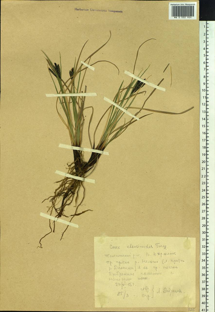 Carex eleusinoides Turcz. ex Kunth, Siberia, Yakutia (S5) (Russia)