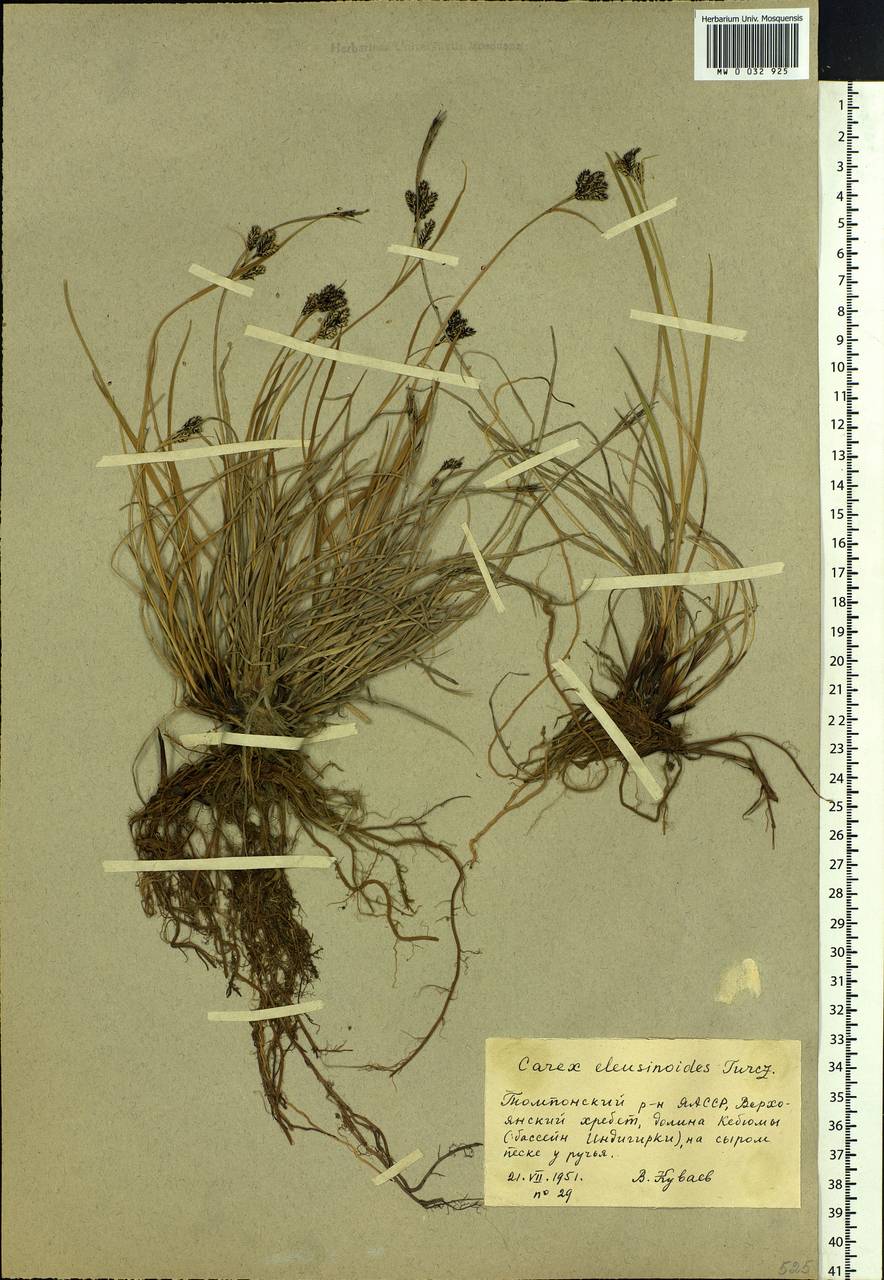 Carex eleusinoides Turcz. ex Kunth, Siberia, Yakutia (S5) (Russia)