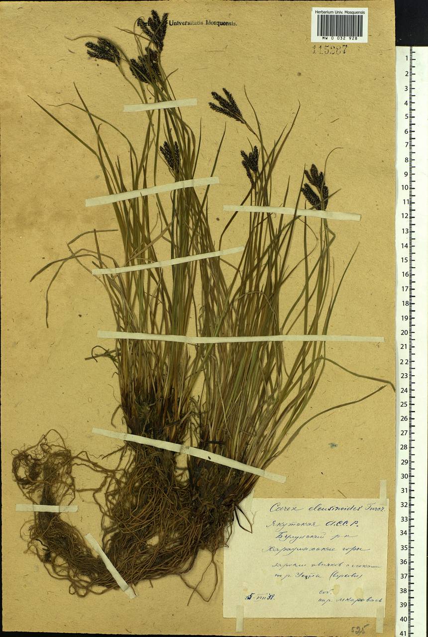 Carex eleusinoides Turcz. ex Kunth, Siberia, Yakutia (S5) (Russia)