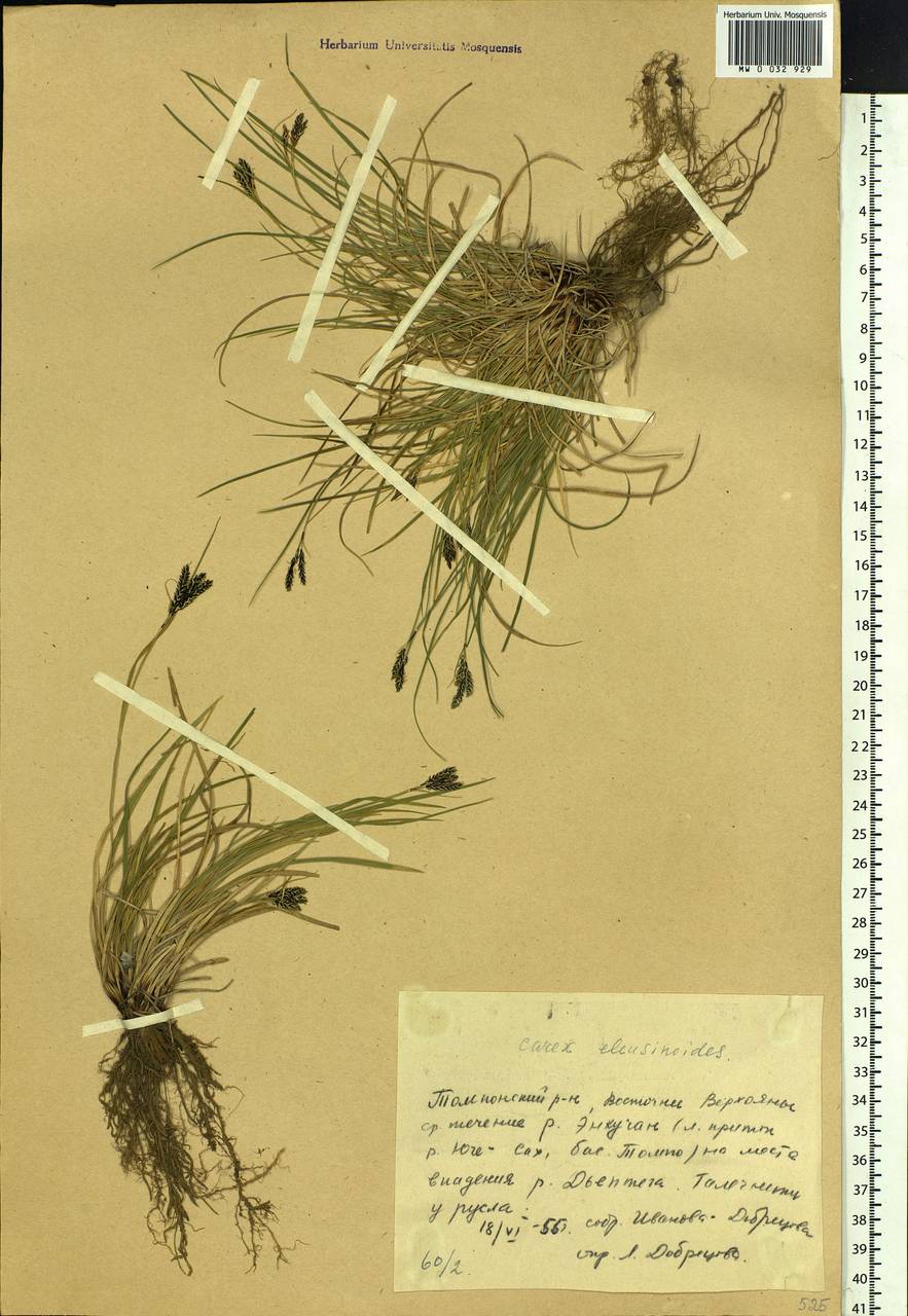 Carex eleusinoides Turcz. ex Kunth, Siberia, Yakutia (S5) (Russia)