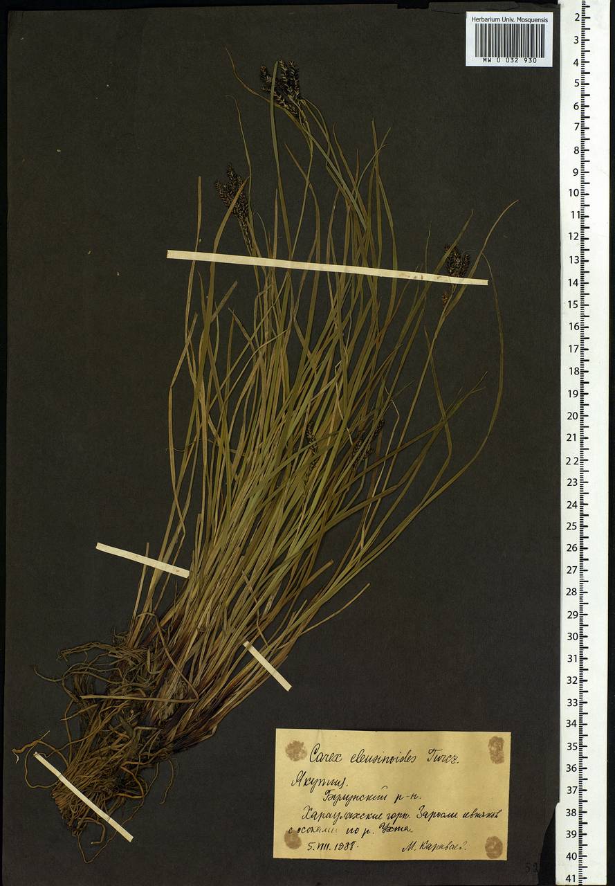 Carex eleusinoides Turcz. ex Kunth, Siberia, Yakutia (S5) (Russia)