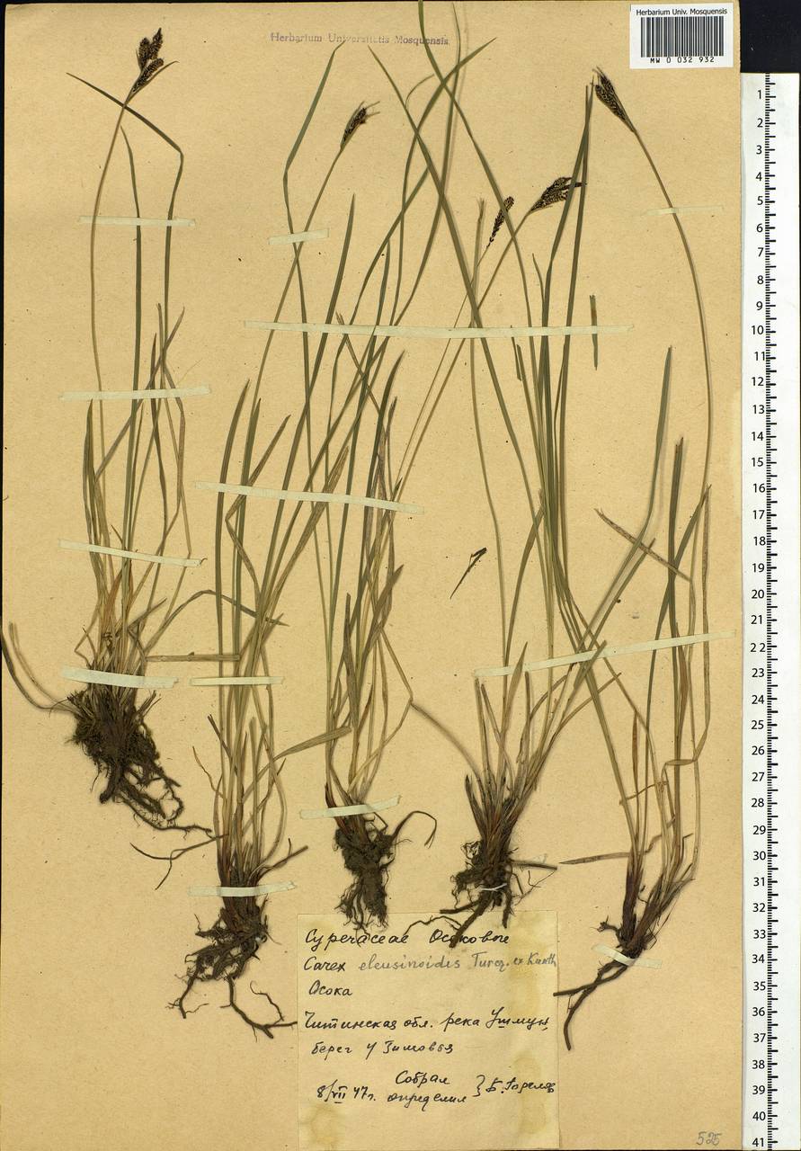 Carex eleusinoides Turcz. ex Kunth, Siberia, Baikal & Transbaikal region (S4) (Russia)