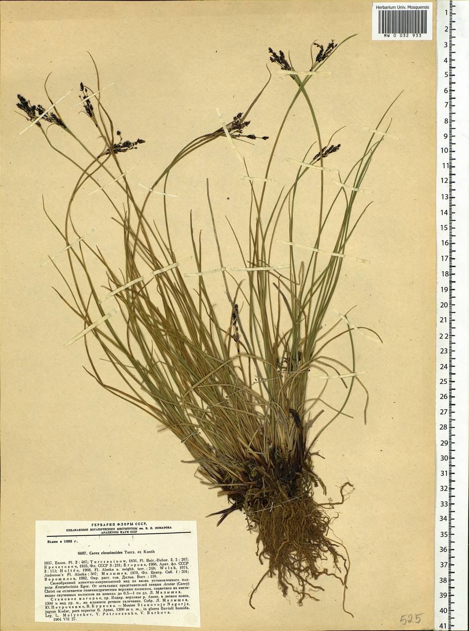 Carex eleusinoides Turcz. ex Kunth, Siberia, Baikal & Transbaikal region (S4) (Russia)