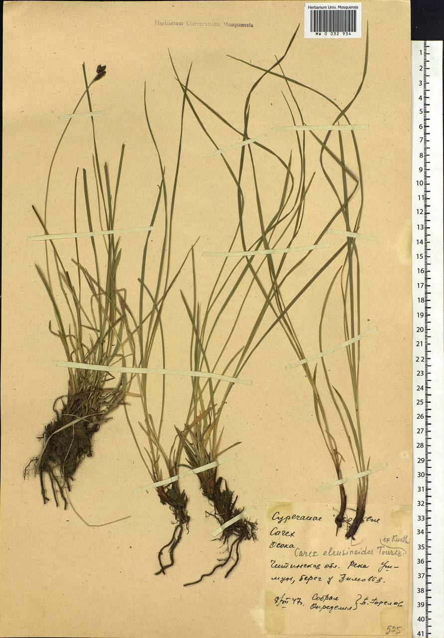 Carex eleusinoides Turcz. ex Kunth, Siberia, Baikal & Transbaikal region (S4) (Russia)