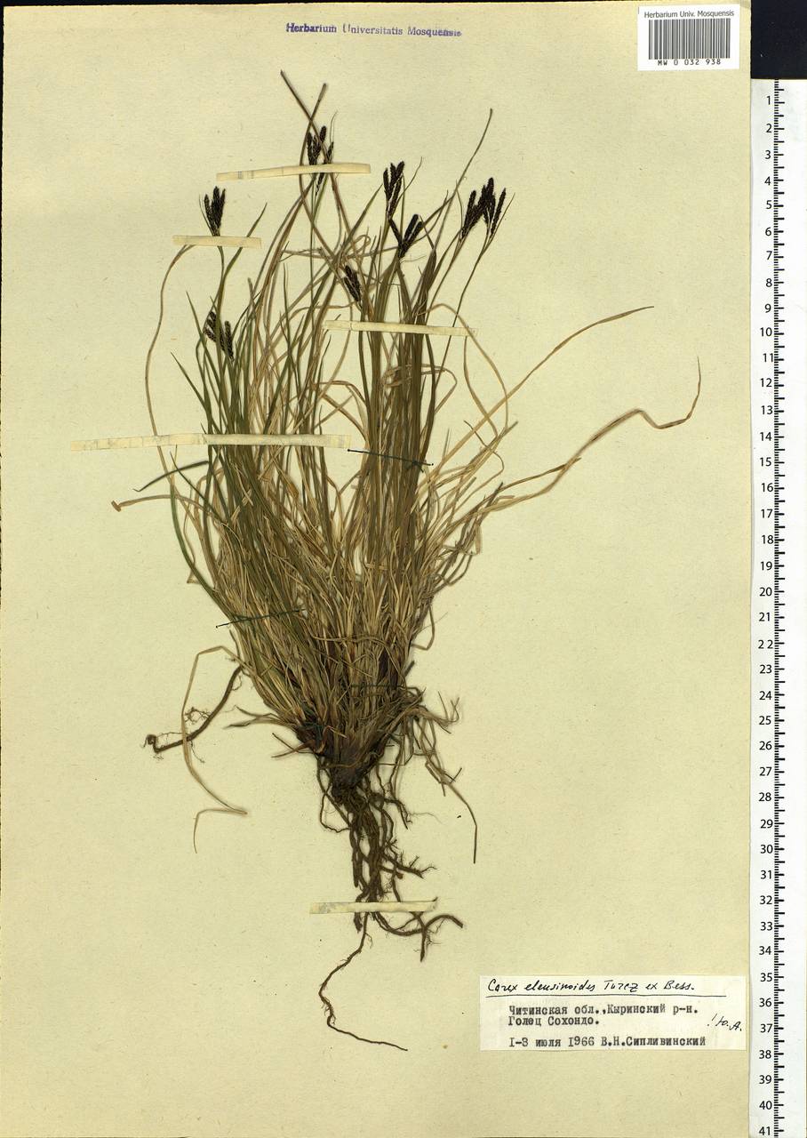 Carex eleusinoides Turcz. ex Kunth, Siberia, Baikal & Transbaikal region (S4) (Russia)