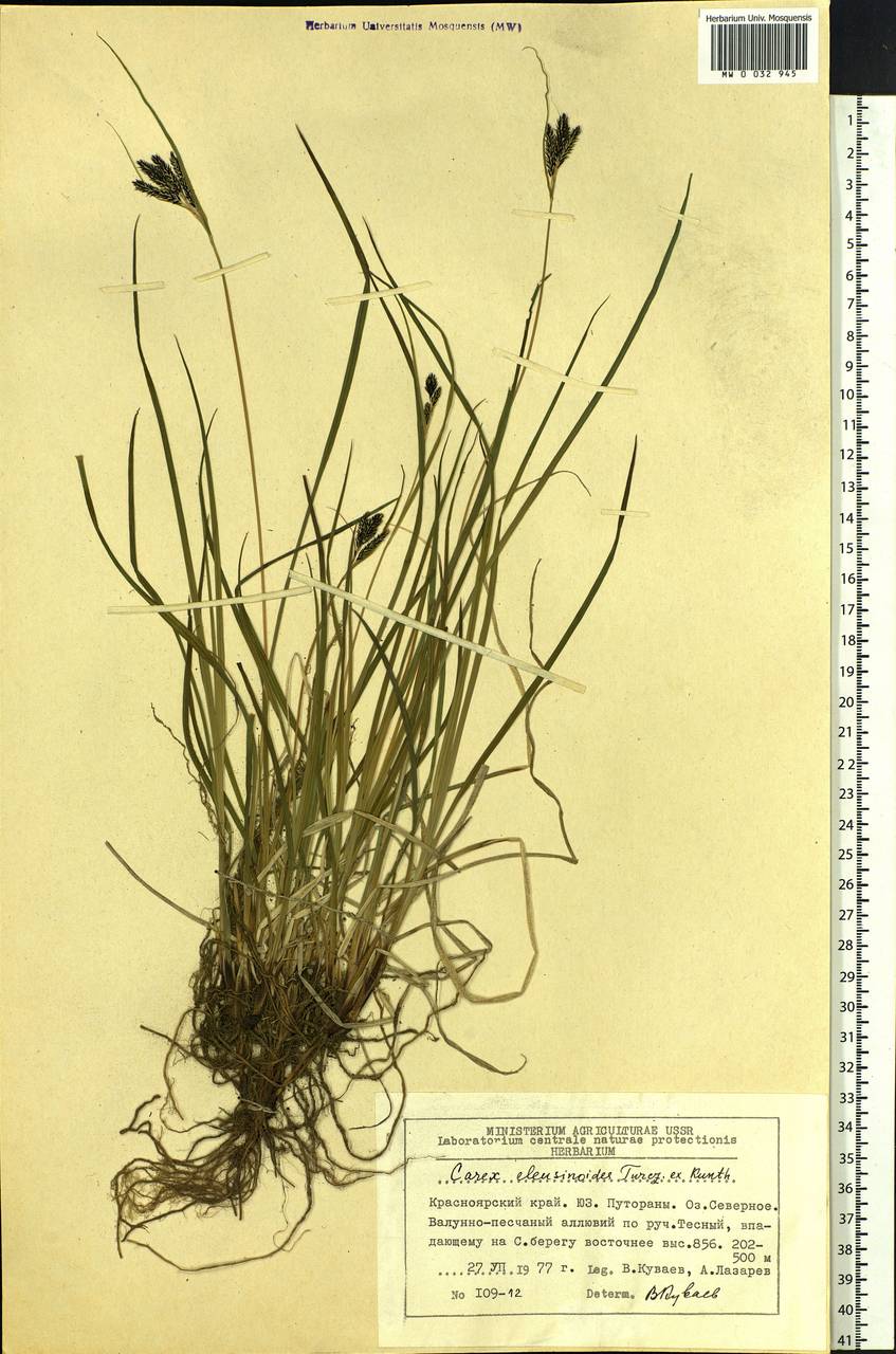 Carex eleusinoides Turcz. ex Kunth, Siberia, Central Siberia (S3) (Russia)