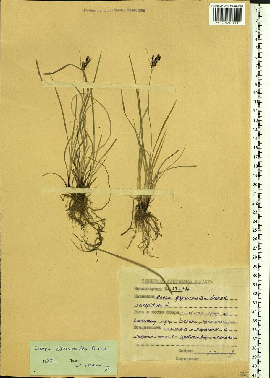 Carex eleusinoides Turcz. ex Kunth, Siberia, Altai & Sayany Mountains (S2) (Russia)