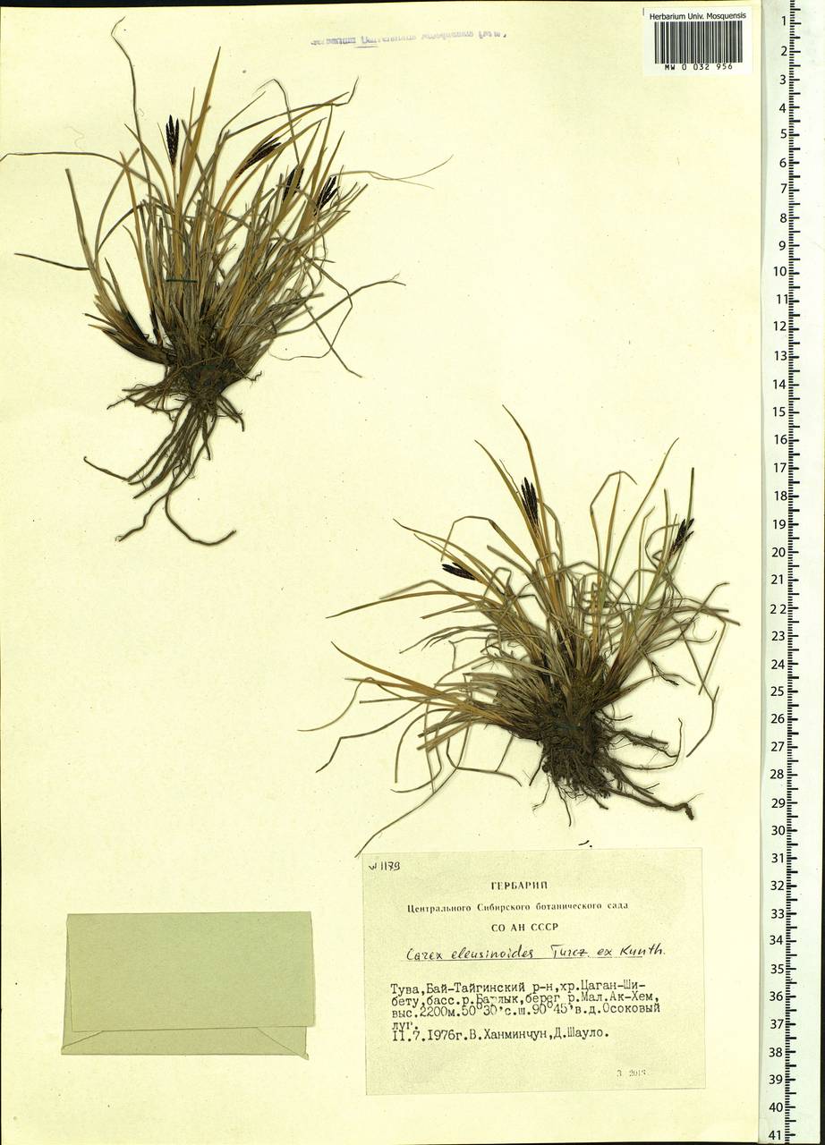 Carex eleusinoides Turcz. ex Kunth, Siberia, Altai & Sayany Mountains (S2) (Russia)