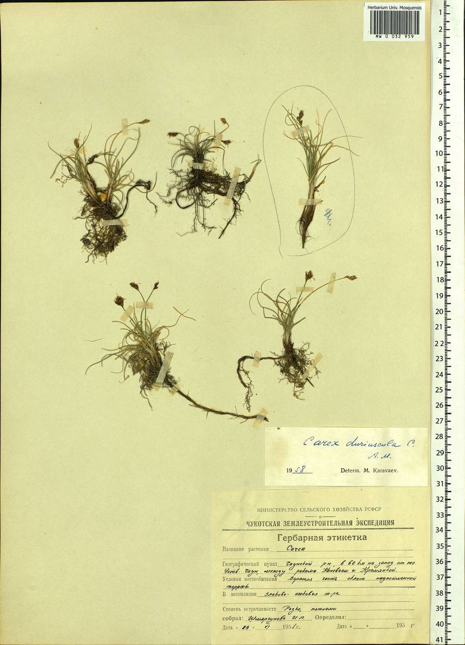 Carex duriuscula C.A.Mey., Siberia, Chukotka & Kamchatka (S7) (Russia)