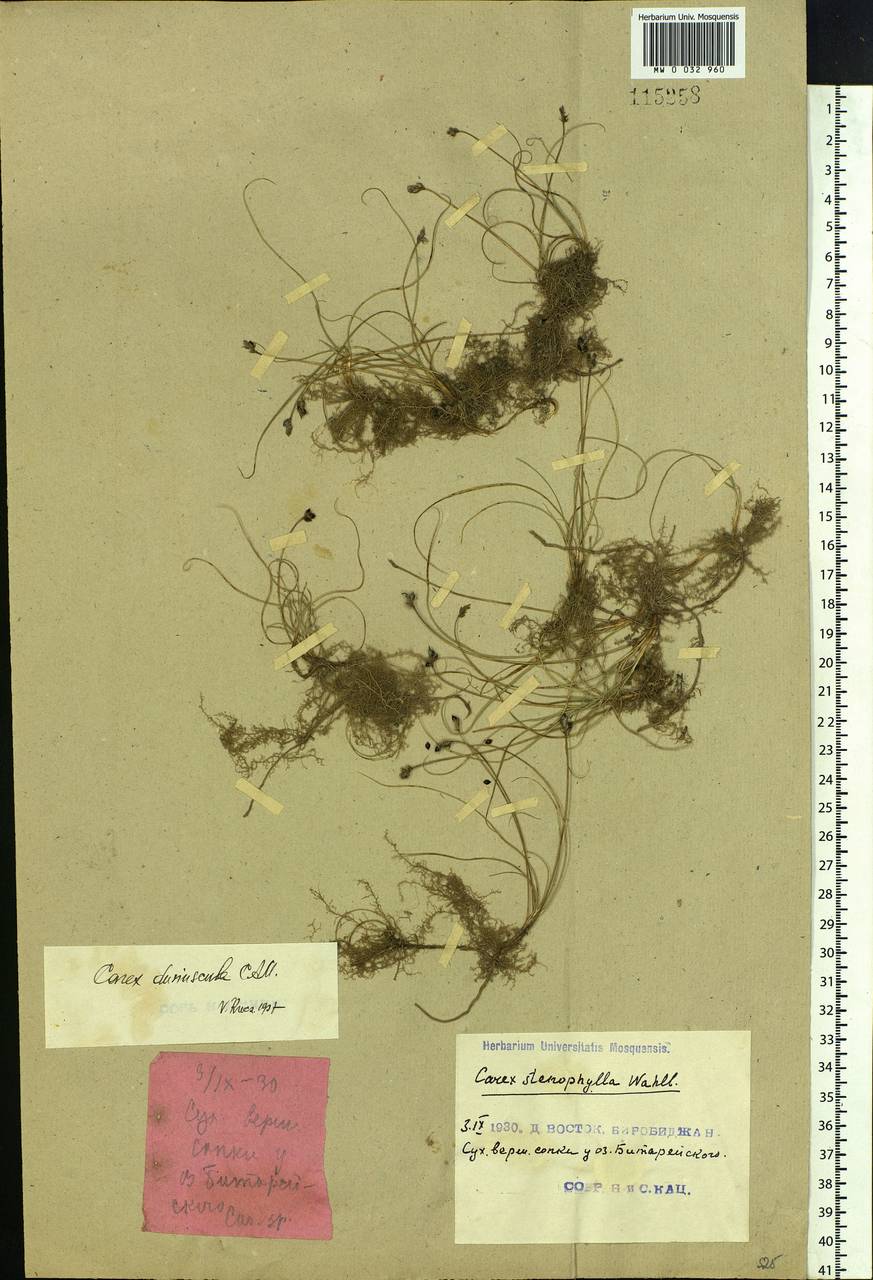 Carex duriuscula C.A.Mey., Siberia, Russian Far East (S6) (Russia)