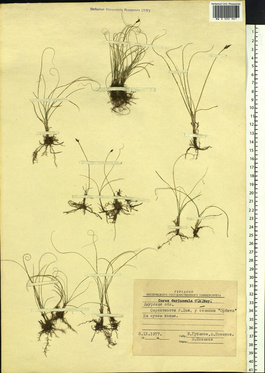 Carex duriuscula C.A.Mey., Siberia, Russian Far East (S6) (Russia)