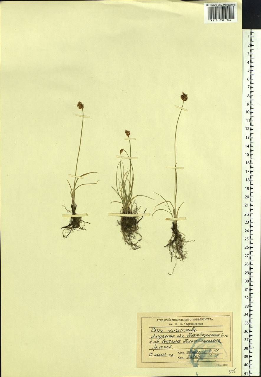 Carex duriuscula C.A.Mey., Siberia, Russian Far East (S6) (Russia)