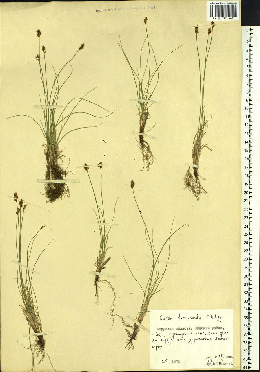 Carex duriuscula C.A.Mey., Siberia, Russian Far East (S6) (Russia)