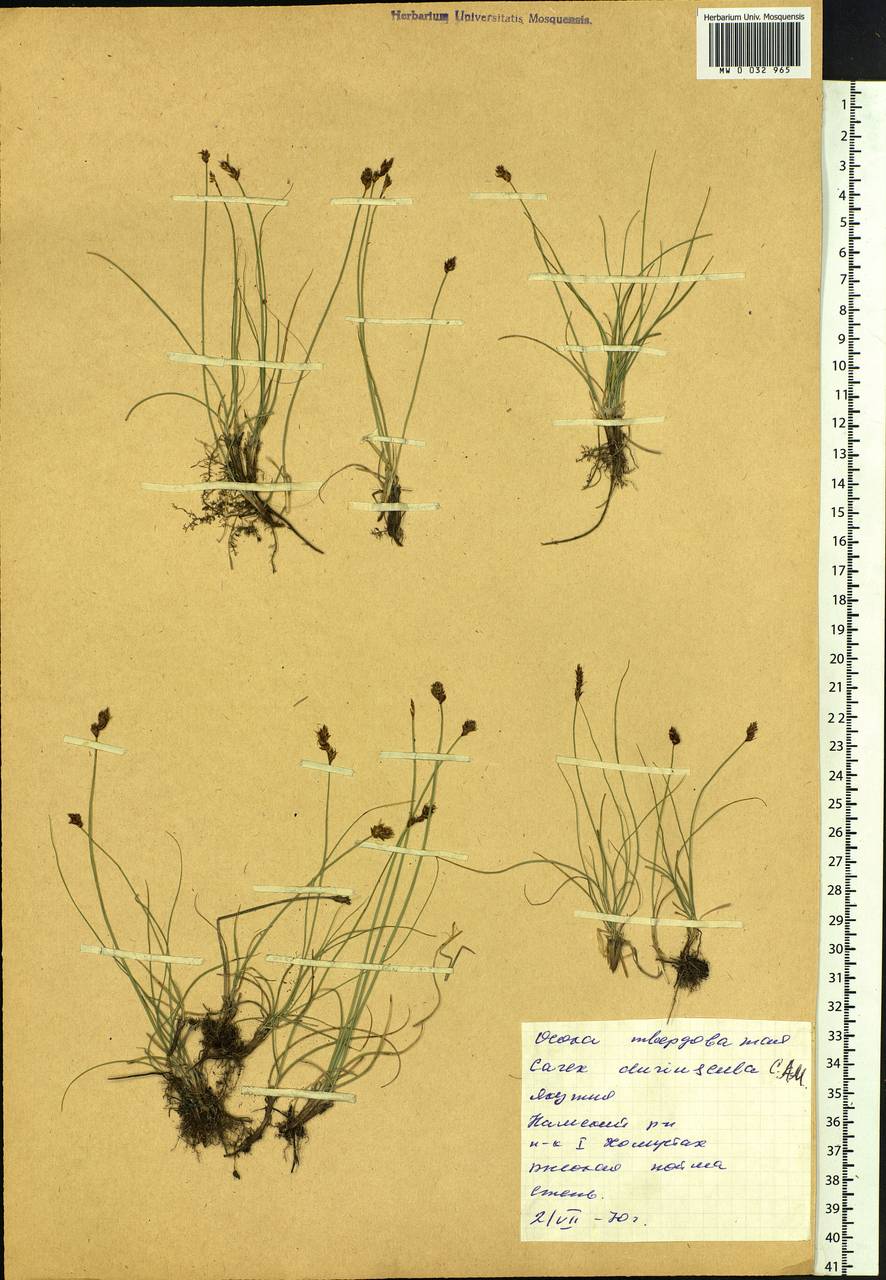 Carex duriuscula C.A.Mey., Siberia, Yakutia (S5) (Russia)