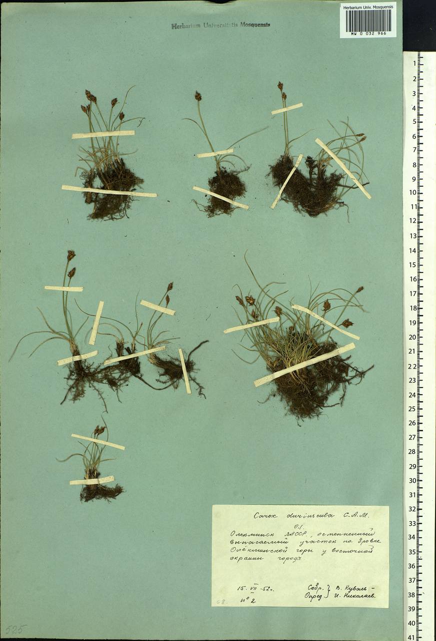 Carex duriuscula C.A.Mey., Siberia, Yakutia (S5) (Russia)