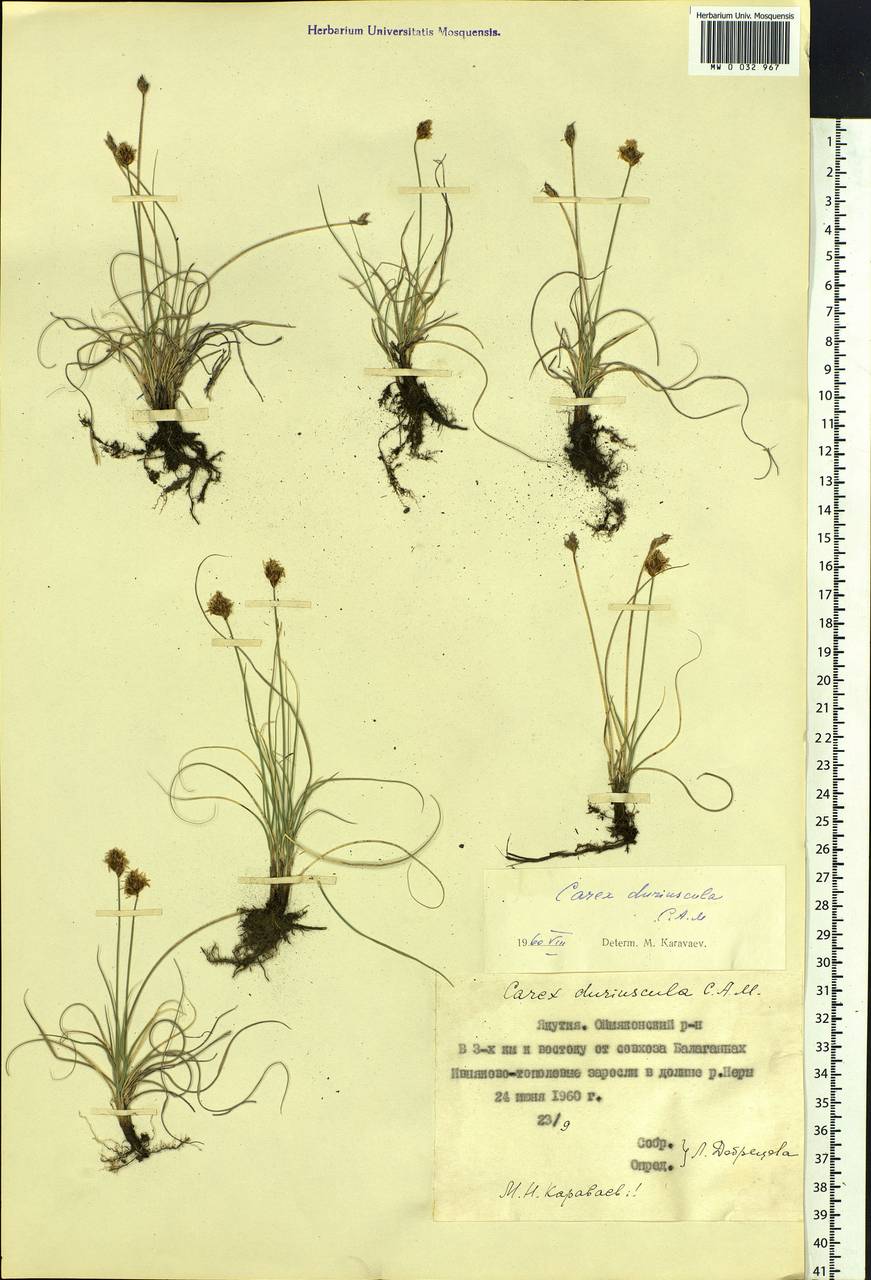 Carex duriuscula C.A.Mey., Siberia, Yakutia (S5) (Russia)