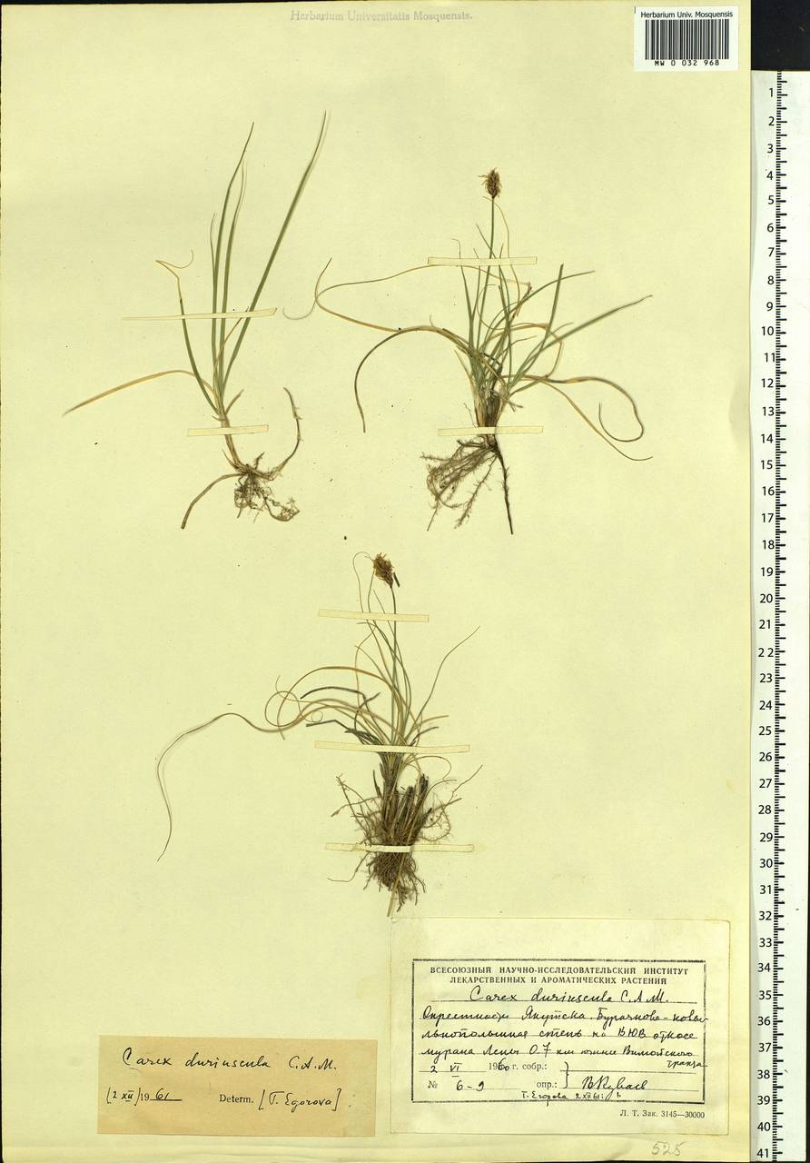 Carex duriuscula C.A.Mey., Siberia, Yakutia (S5) (Russia)