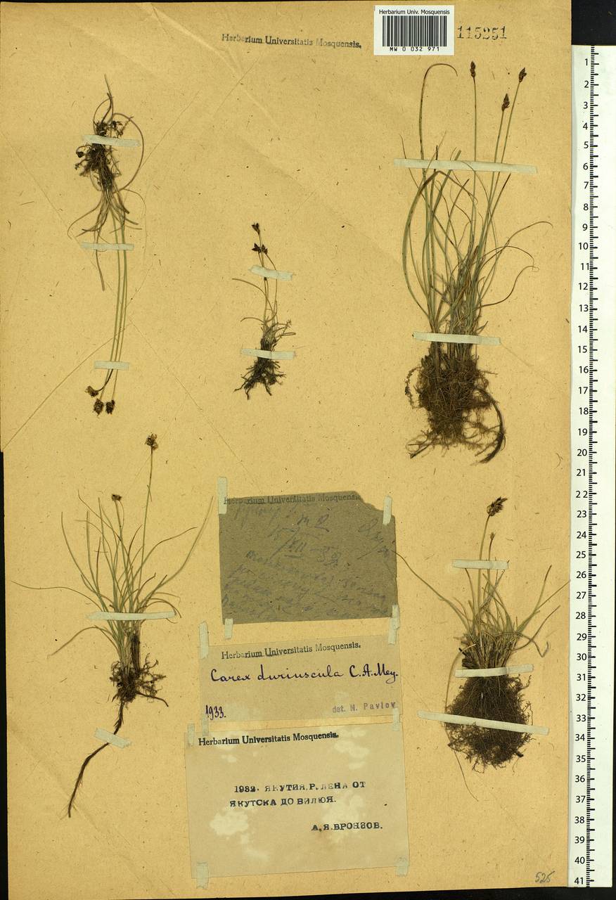 Carex duriuscula C.A.Mey., Siberia, Yakutia (S5) (Russia)