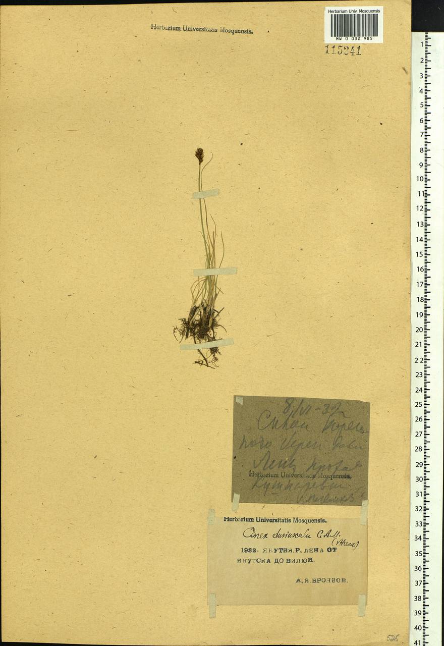 Carex duriuscula C.A.Mey., Siberia, Yakutia (S5) (Russia)