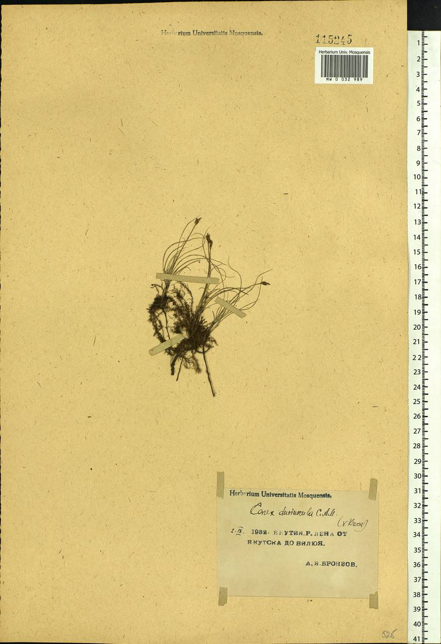 Carex duriuscula C.A.Mey., Siberia, Yakutia (S5) (Russia)