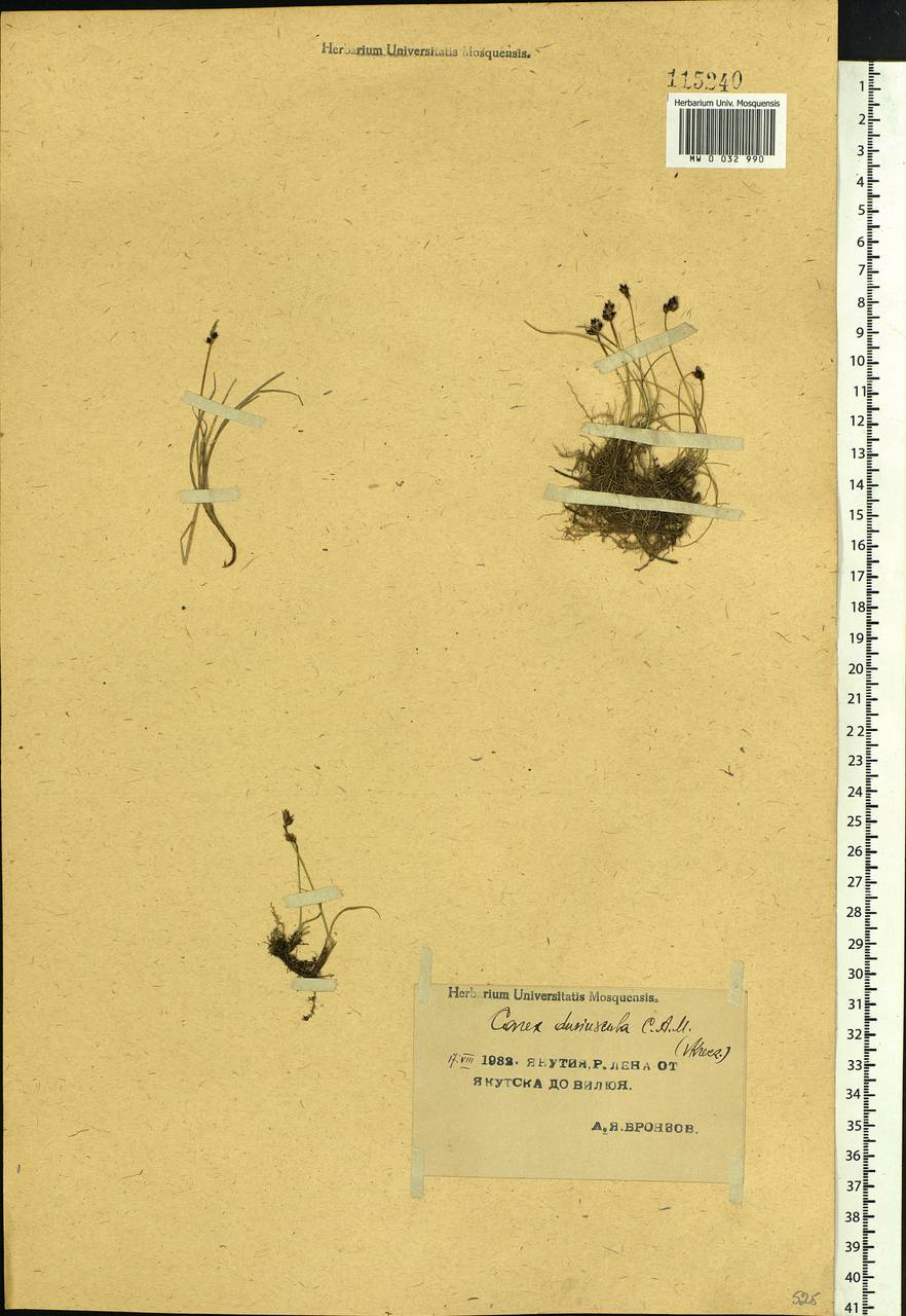 Carex duriuscula C.A.Mey., Siberia, Yakutia (S5) (Russia)