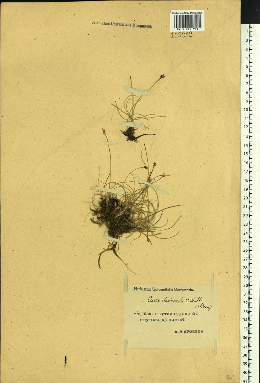 Carex duriuscula C.A.Mey., Siberia, Yakutia (S5) (Russia)