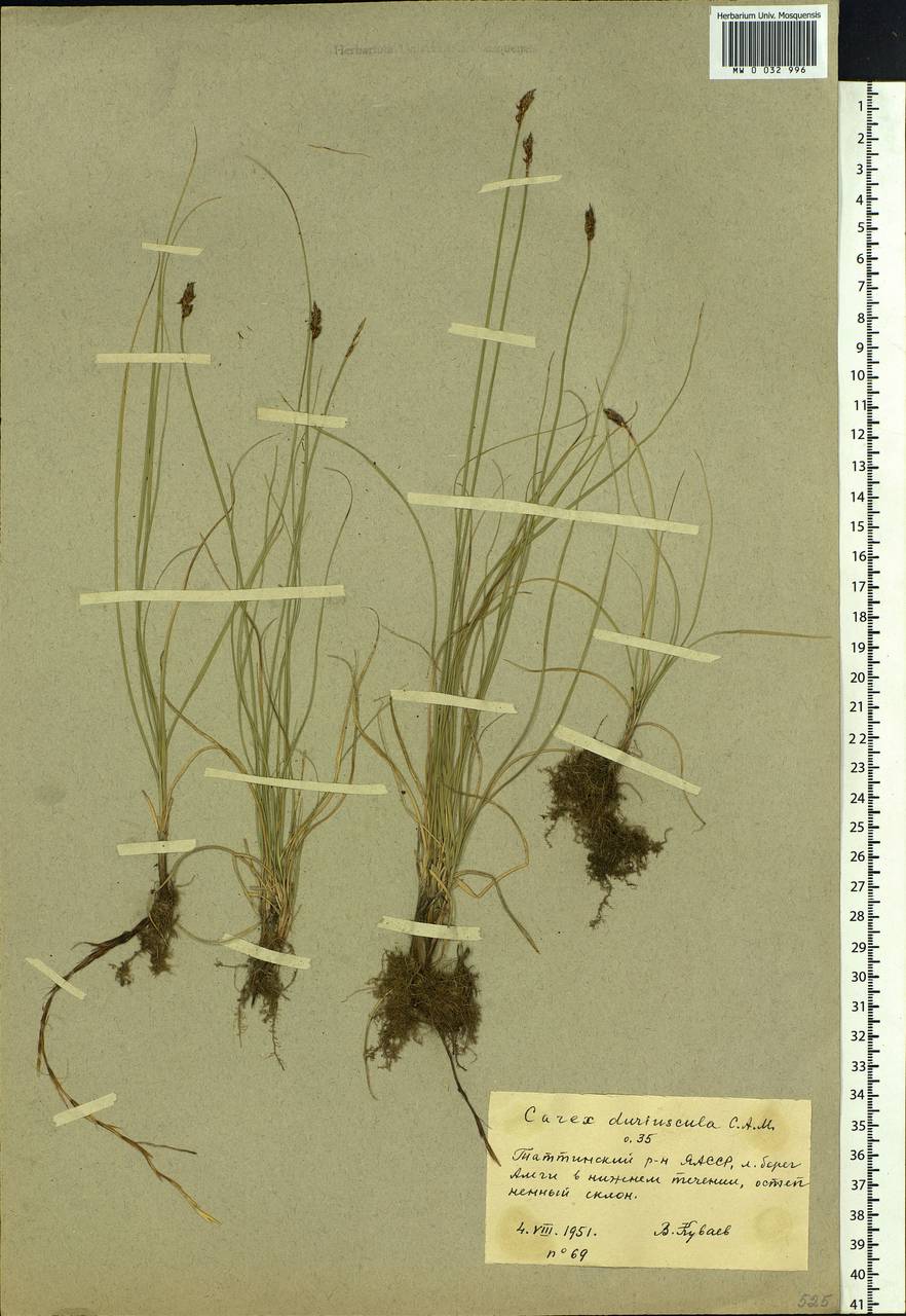 Carex duriuscula C.A.Mey., Siberia, Yakutia (S5) (Russia)