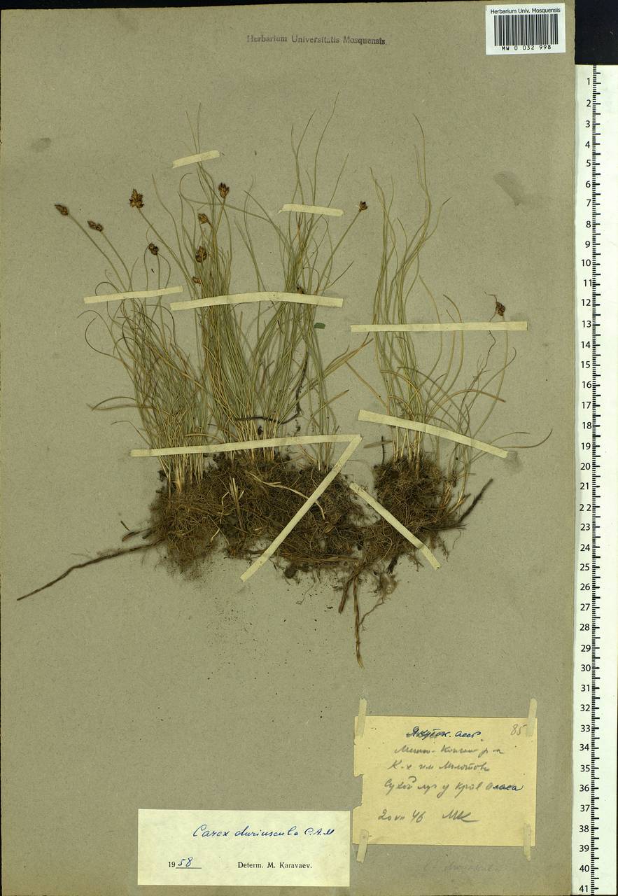 Carex duriuscula C.A.Mey., Siberia, Yakutia (S5) (Russia)