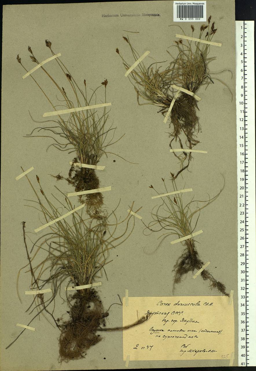 Carex duriuscula C.A.Mey., Siberia, Yakutia (S5) (Russia)