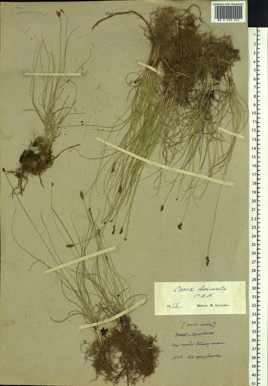 Carex duriuscula C.A.Mey., Siberia, Yakutia (S5) (Russia)