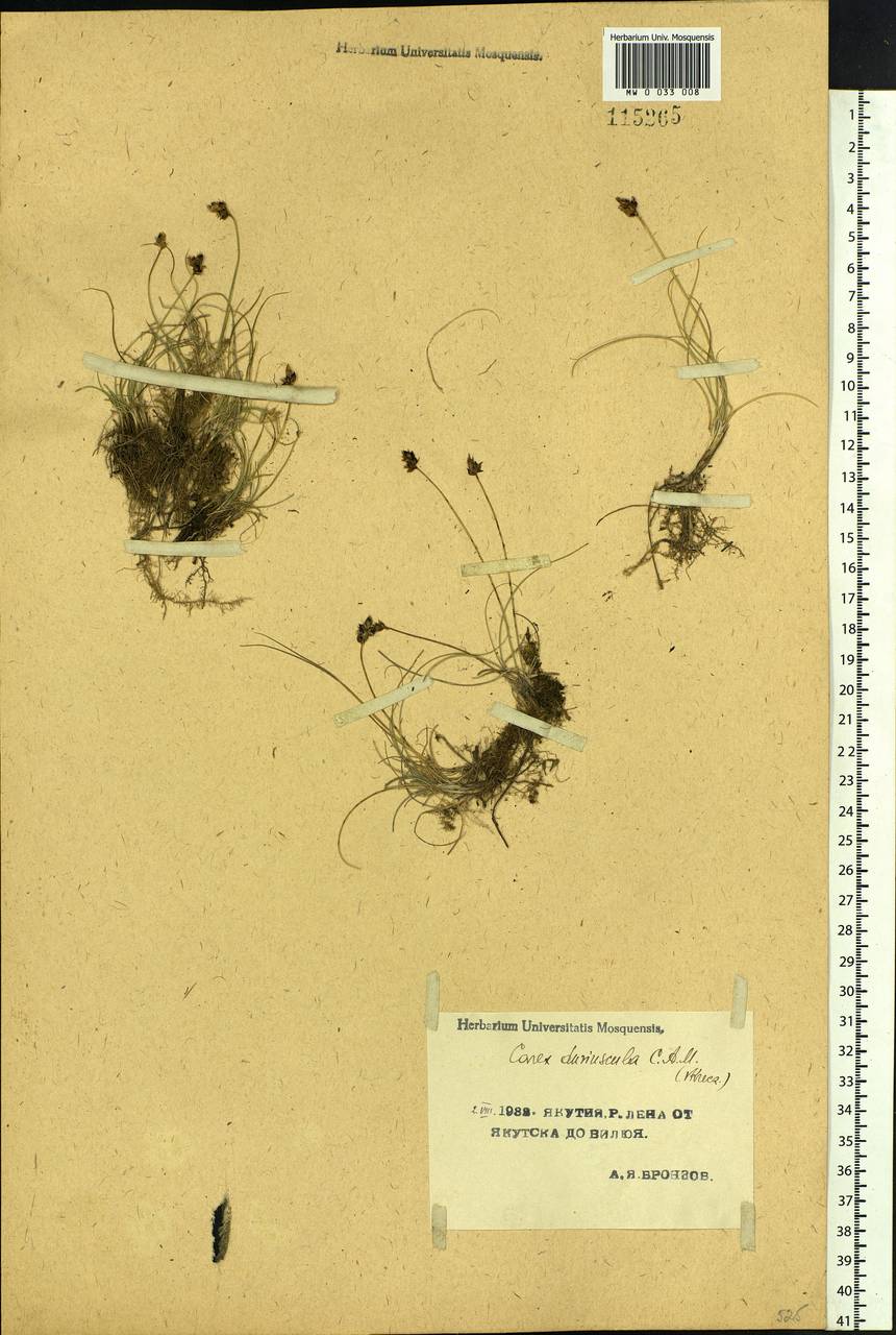 Carex duriuscula C.A.Mey., Siberia, Yakutia (S5) (Russia)