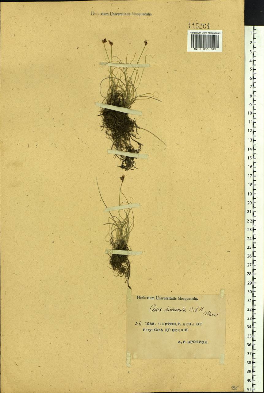 Carex duriuscula C.A.Mey., Siberia, Yakutia (S5) (Russia)