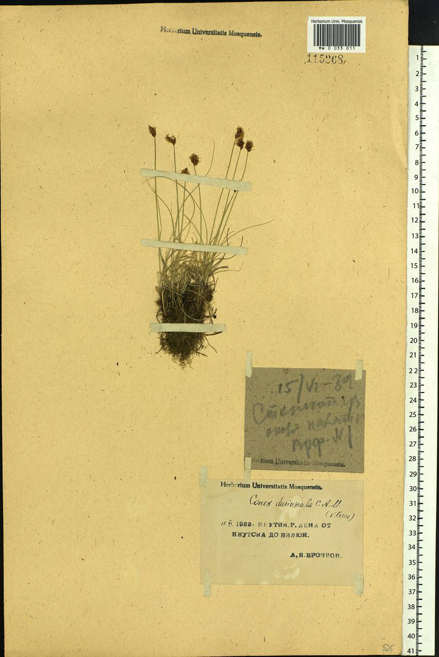 Carex duriuscula C.A.Mey., Siberia, Yakutia (S5) (Russia)
