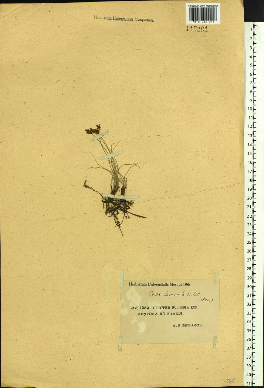 Carex duriuscula C.A.Mey., Siberia, Yakutia (S5) (Russia)