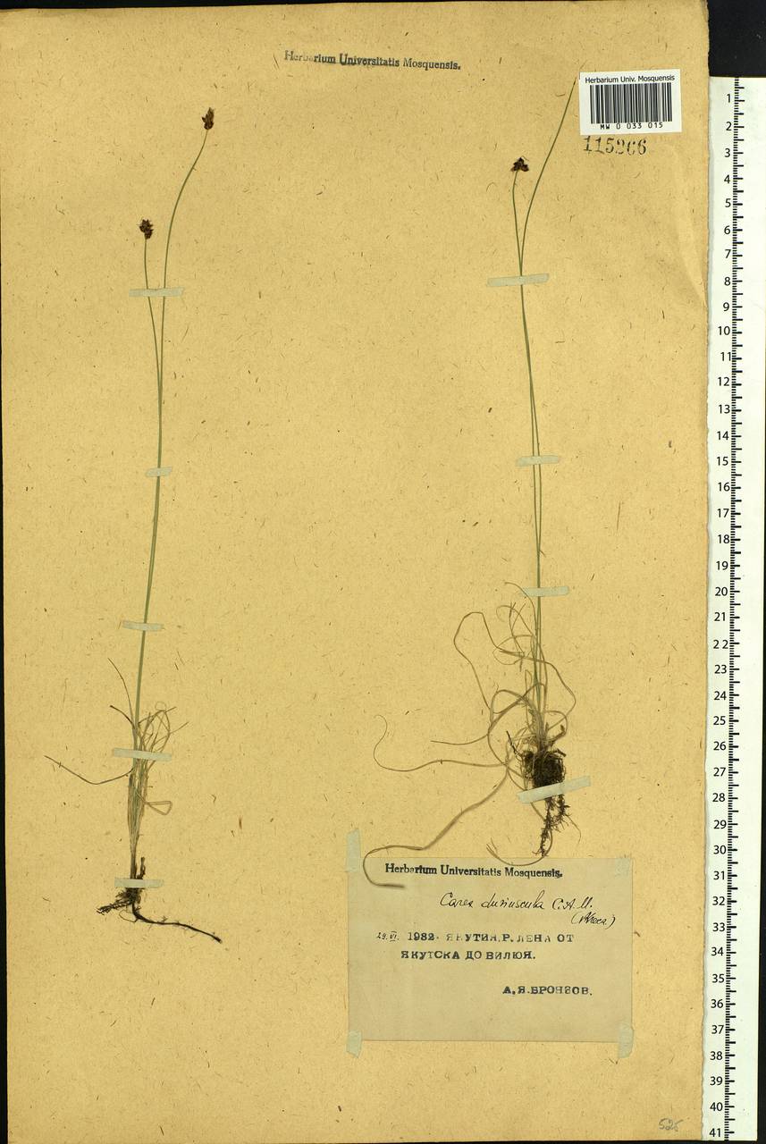 Carex duriuscula C.A.Mey., Siberia, Yakutia (S5) (Russia)